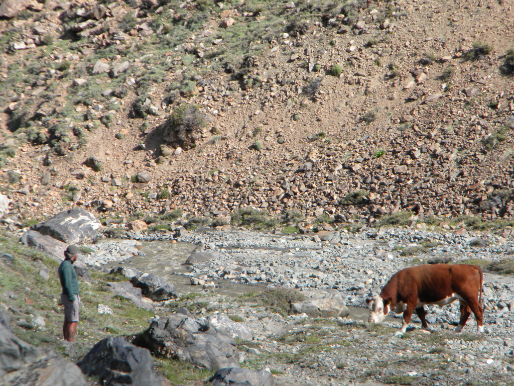 Não tendo muito o que fazer fui tentar fazer um carinho na vaca.