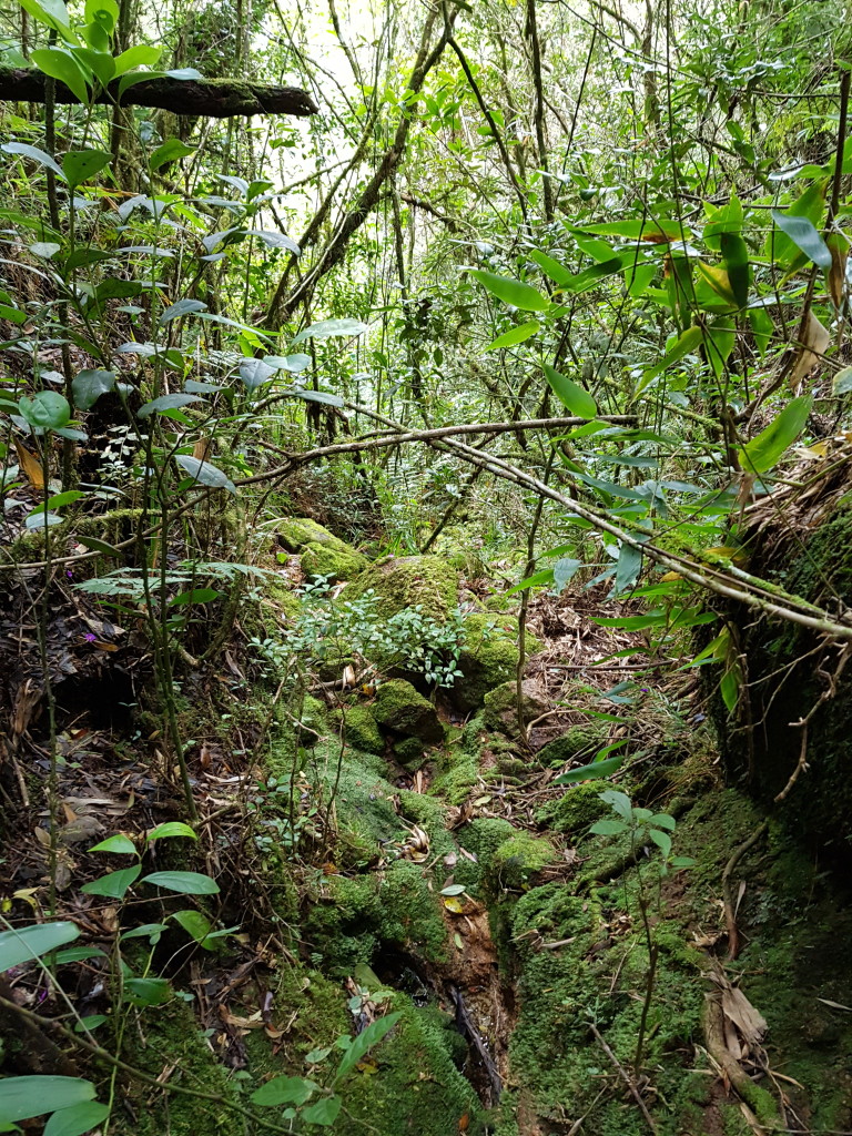Pequeno vale que achei varando mato, esse era o melhor lugar para andar que achei.