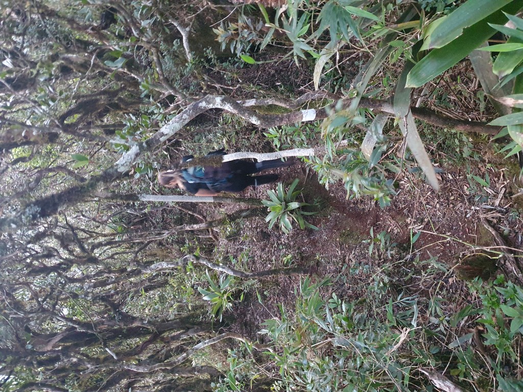 Trecho da trilha logo que sai do cume do Morro 7