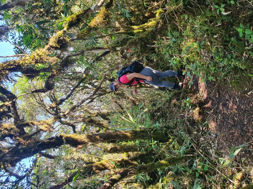 Trilha dentro da mata bem definida e com marcações